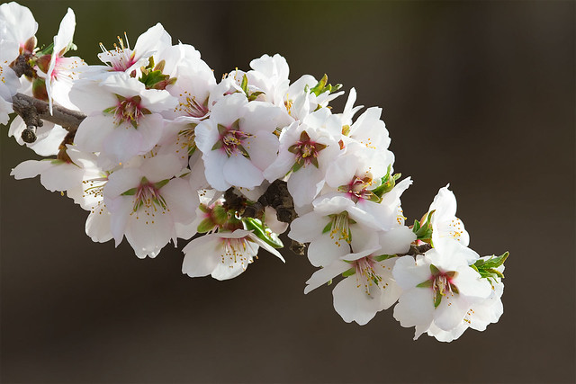 Almond Flowers