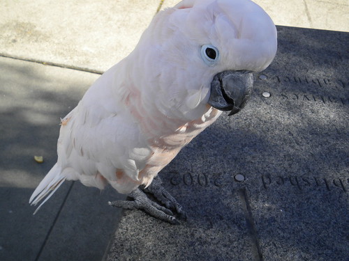 February 27: Cockatoo