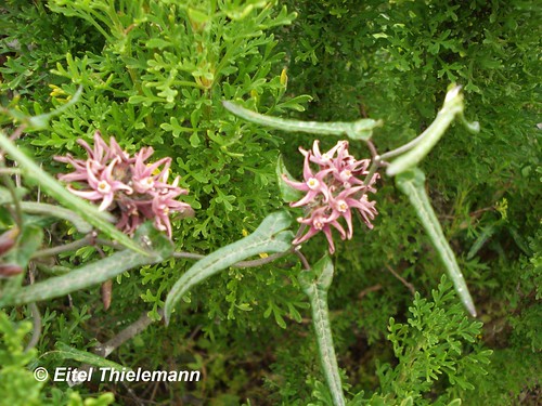 Rama de <i>Tweedia stipitata</i> con sus flores bicolores con forma de hélices, dispuestas en umbelas  y sus hojas triangulares y alargadas