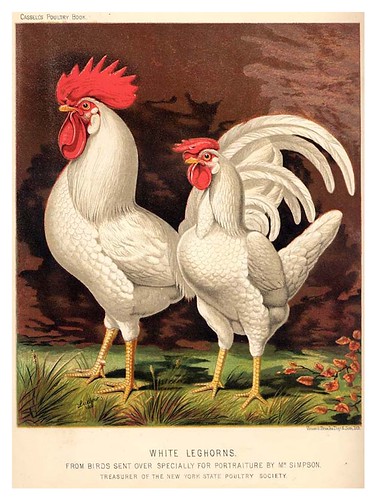 017-The illustrated book of poultry. With practical scheduals…1890-Lewis Wright