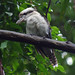 kookaburra in the rain