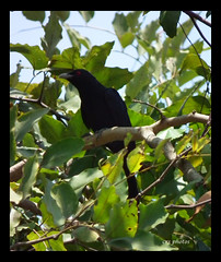 Asian Koel - Male by crsphotos