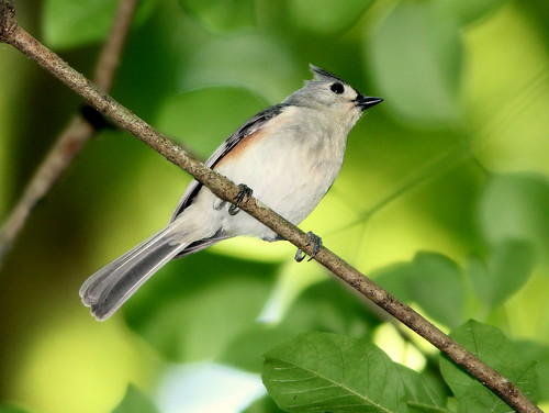Tufted Titmouse 20110313