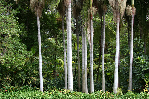 huntington tropical garden