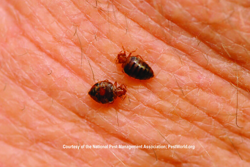 Bed bugs feeding on human skin