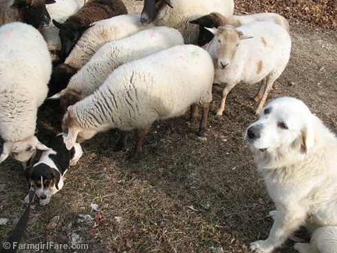 Meet the Sheep Day 9