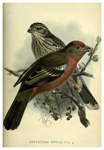 024-Petirrojo cortador de hojas-Argentine ornithology…1888- William Henry Hudson y Philip Lutley Sclater