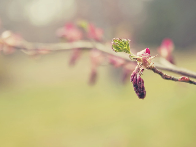 Spring - Buds