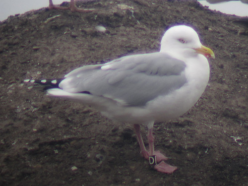 Herring Gull - BLACK [D] / white