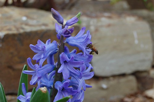 Hyacinth for the bee