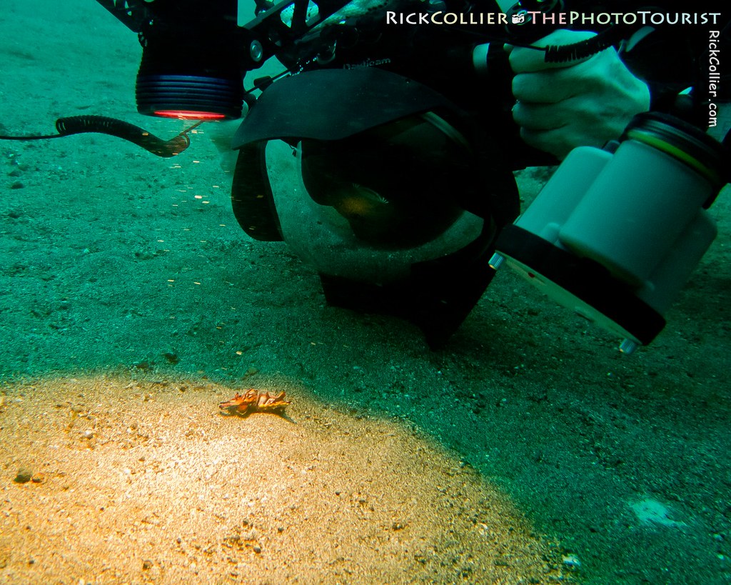 An underwater photographer looms over his subject, a very small flamboyant cuttlefish