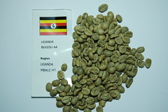 Uganda 生豆