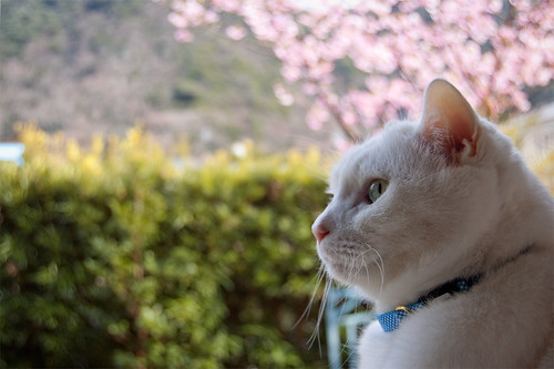満開の桜とお気楽極楽なネコ