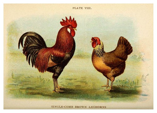 023-Biggle poultry book…1909- Jacob Biggle