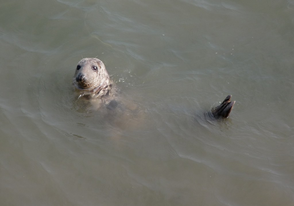 23951 - Grey Seal, Worms Head, Rhossili, Gower