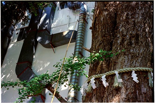 Sacred tree and pipe in wall.