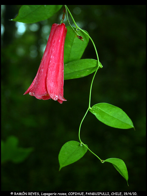 Hbito del Voqui Copihue (<i>Lapageria rosea</i>) mostrando su flor colgante y ramilla con hojas, creciendo en Panguipulli, Regin de Los Ros.