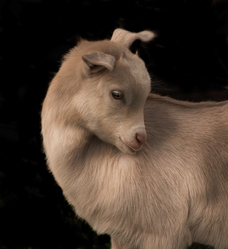 goat by saddleguy