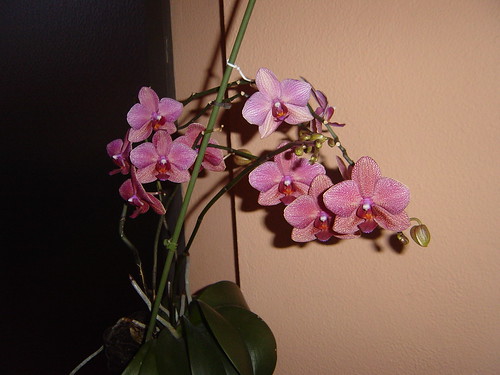 orquideas-para-javiercorzo