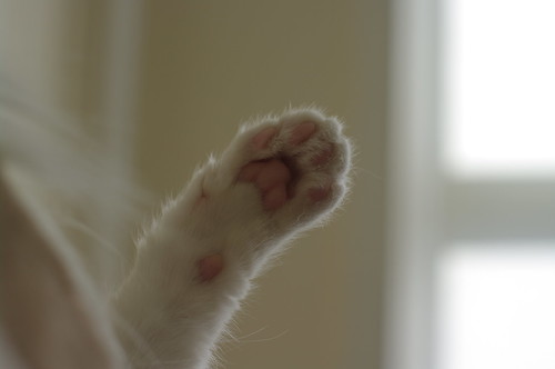 soft paw