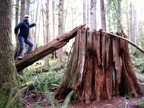 Log to Stump