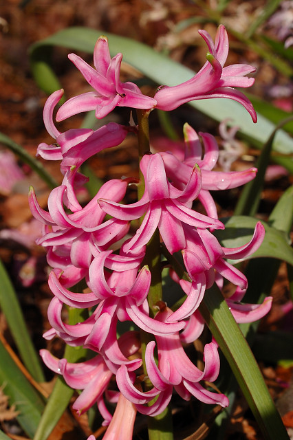 Missouri Botanical Garden (Shaw's Garden), in Saint Louis, Missouri, USA - pink flowers