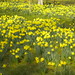  Meadow of daffodils, Bodnant Garden