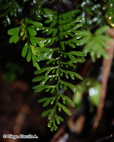 <br><br><br>Detalle de la fronde del helecho película epífito <i>Hymenophyllum umbratile</i>, creciendo en el Parque Nacional Alerce Andino, Región de Los Lagos.