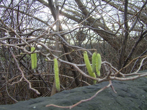 310111 First Catkins