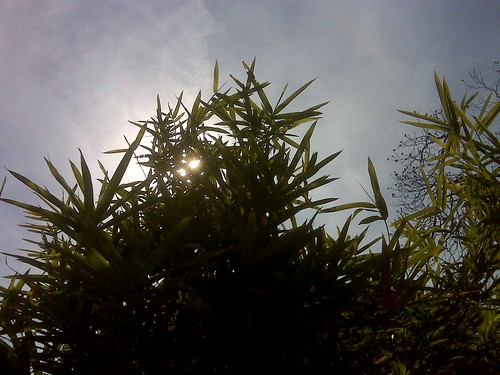 Bamboo, sun & sky