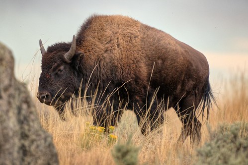 Bison in the Grass