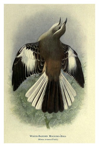 009-Sinsonte de bandas blancas-Birds of La Plata 1920- William Henry Hudson 