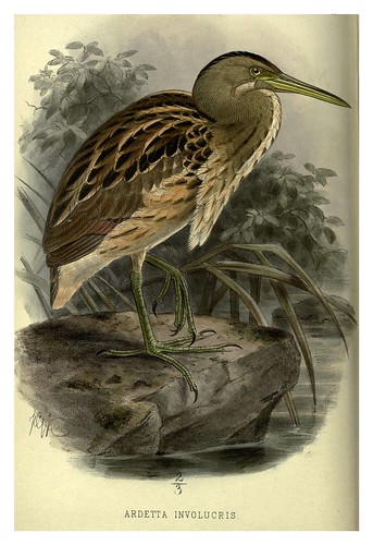 027-Garza jaspeada-Argentine ornithology…1888- William Henry Hudson y Philip Lutley Sclater
