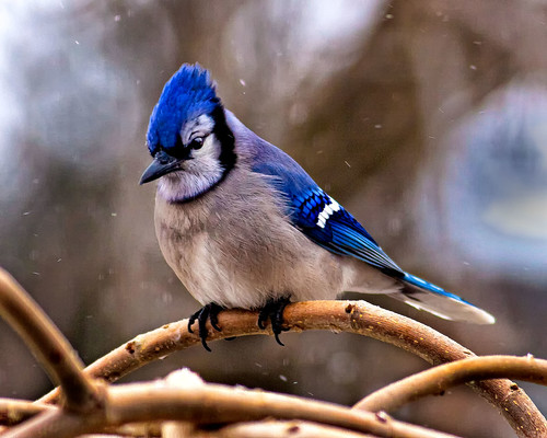 Mr. Blue Jay in the Snow