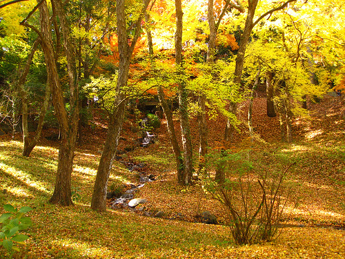 成田山公園の紅葉 (Autumn Leaves at Narita-san Park)