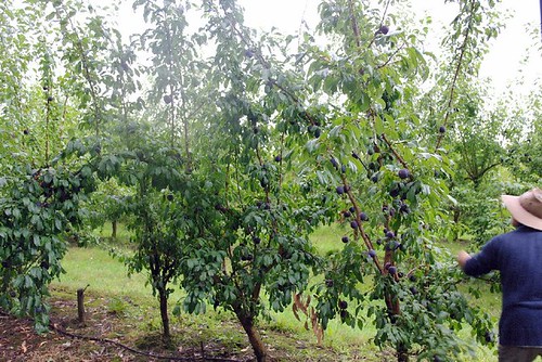 rayners fruit orchard 2