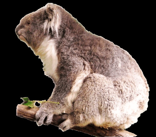 koala clip art. Koala clipart, lge