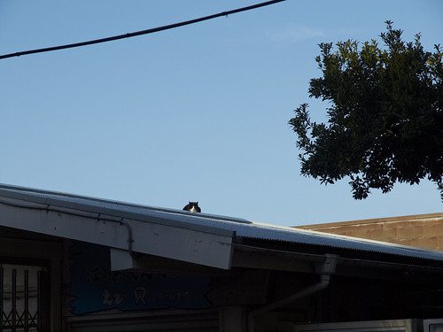 cat on a warm tin roof
