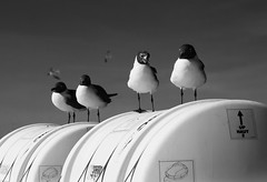 Laughing Gulls on the Ferry (B&W)