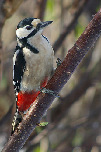 Great Spotted Woodpecker 20