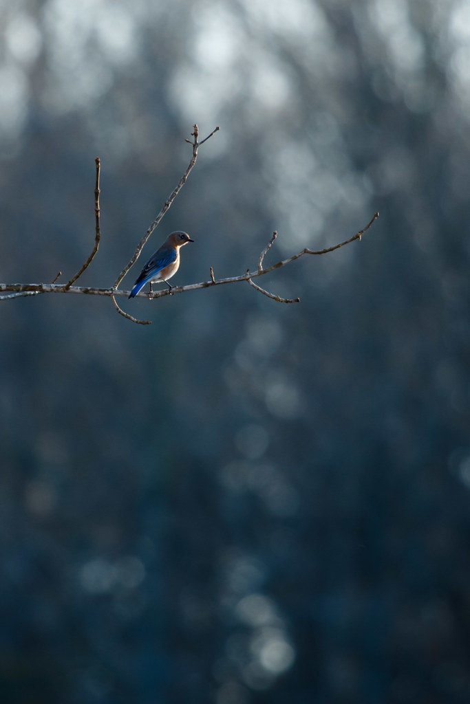 Bluebird; blue world