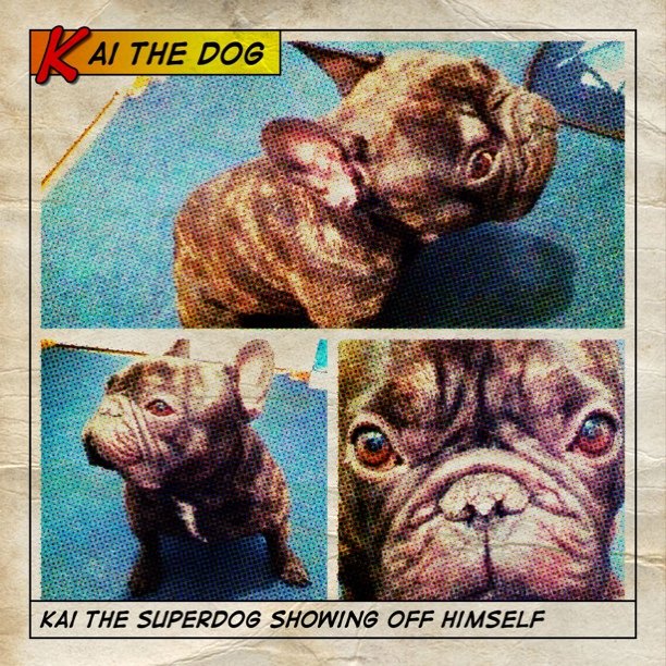 Kai the superdog