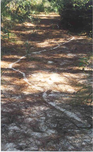 Leafcutter trail in creek Nov