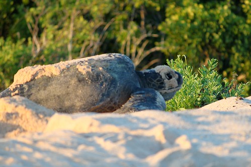 Sea turtle nesting