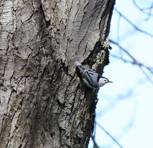 White-Breasted Nuthatch 3