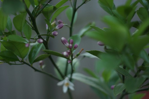 Flowering Lemon Tree