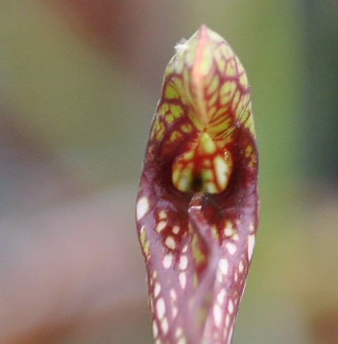 Sarracenia 'Boob Tube' x open-pollinated