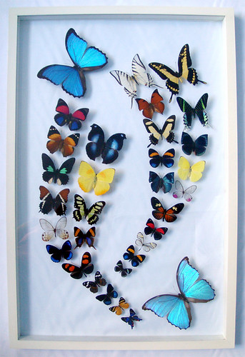 Blue Morpho Framed Butterfly Art with Colorful Butterflies