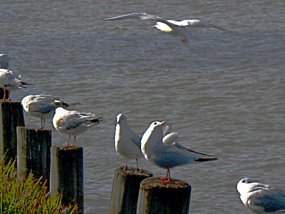 29-01-2011-gulls2