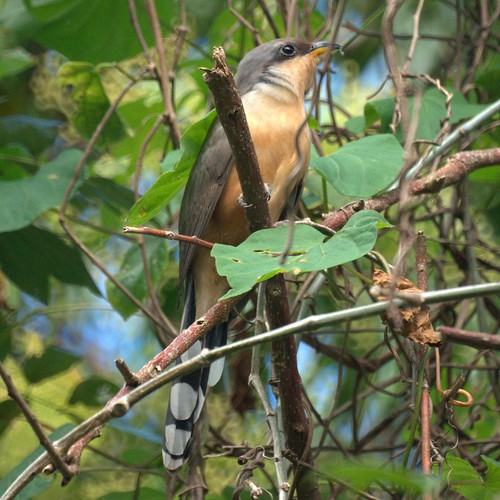 Mangrove  Cuckoo